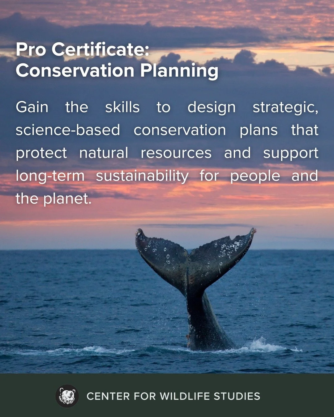 Want to make a real impact on the future of our planet? Our Professional Certificate in Conservation Planning gives you the knowledge and tools to design and lead science-based conservation efforts. Whether you're focused on land use, wildlife protec