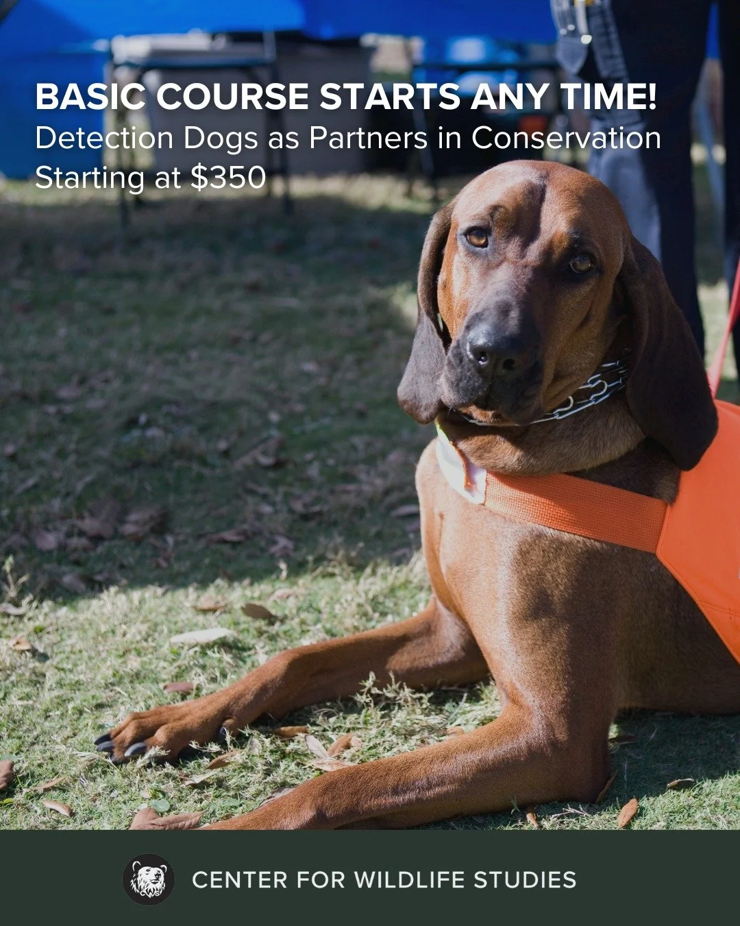 Scent detection dogs are transforming conservation science, helping researchers locate rare, elusive, or hard-to-find species with greater accuracy and efficiency. This course is perfect for anyone interested in how trained dogs and their handlers ar