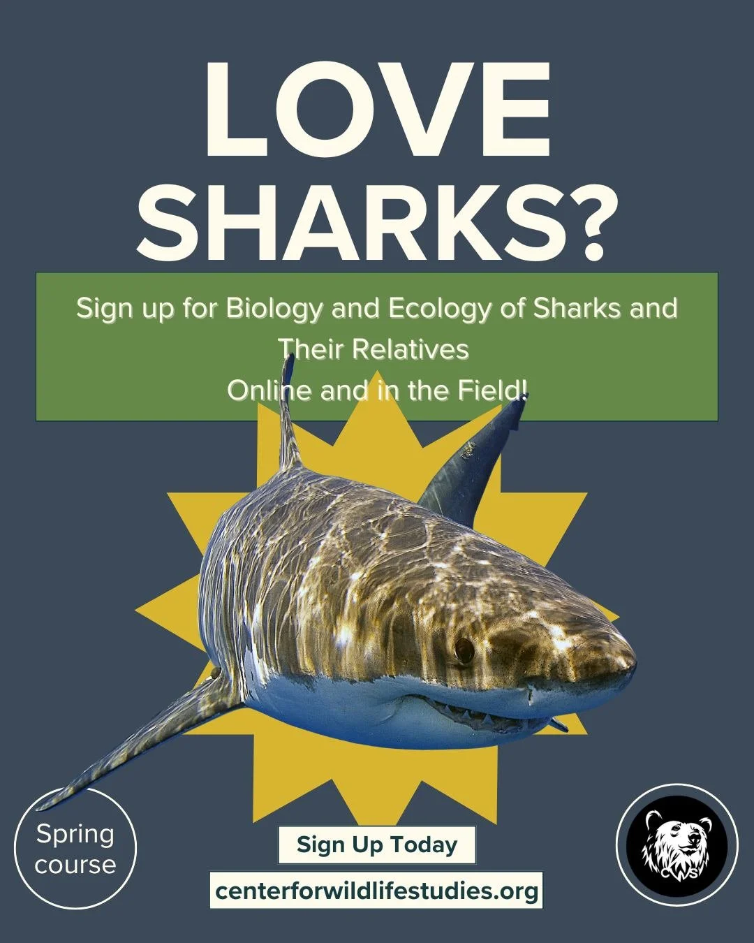 🦈 Dive into the world of sharks! Ready to explore their ancient mysteries and ecological importance?

Join our Shark Biology and Ecology course! 🌊📚

🌟 What you'll learn:
- Shark ecology, biology, and behavior
- Scientific tools and methods
- Crit