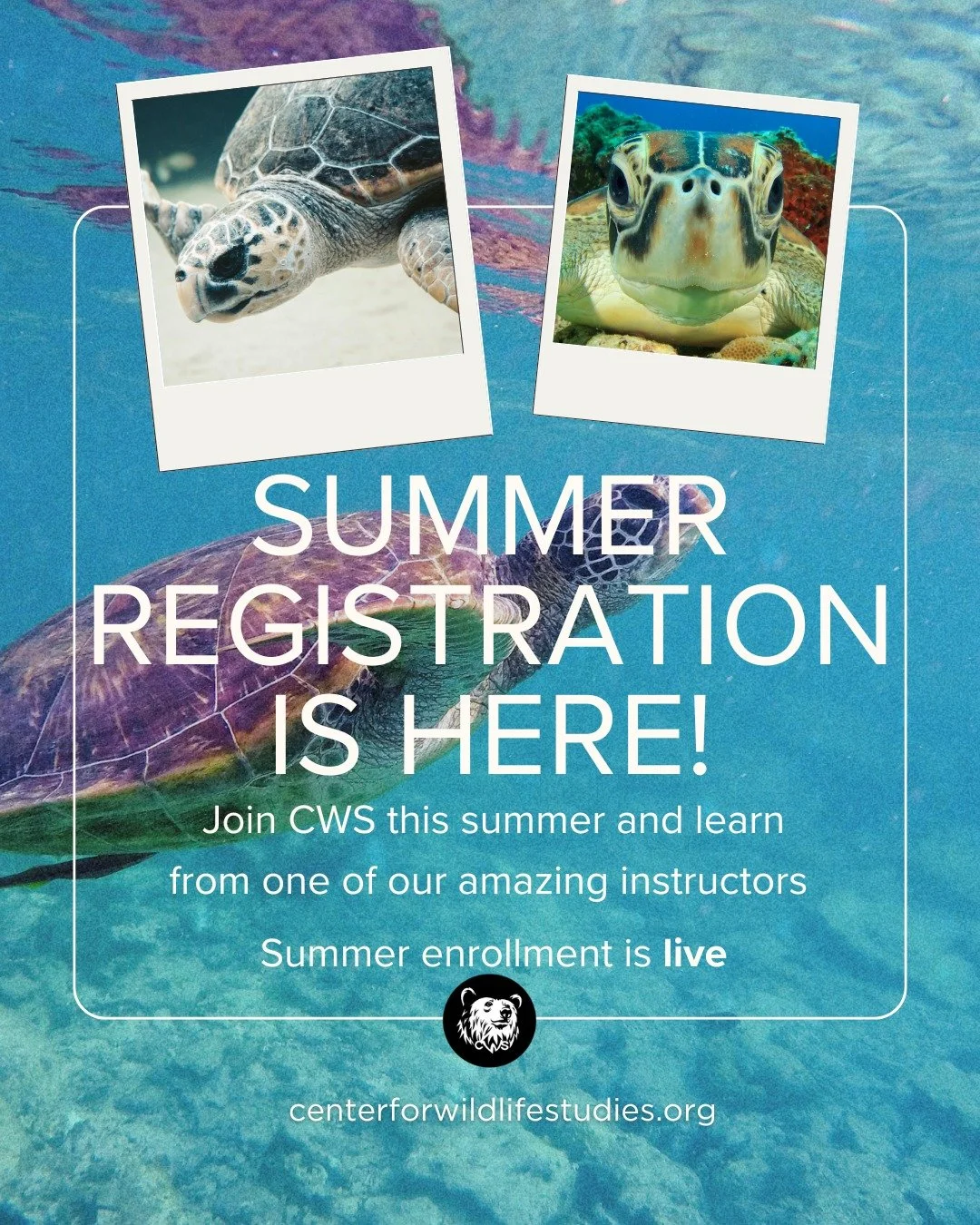 🌞 Dive into Summer Learning! 🌿🐢

Our summer classes are live and waiting for you to explore! Whether you're passionate about marine life or love diving into data, we've got something for everyone:

- 🐢 Sea Turtle Ecology (online &amp; field)
- 🌱