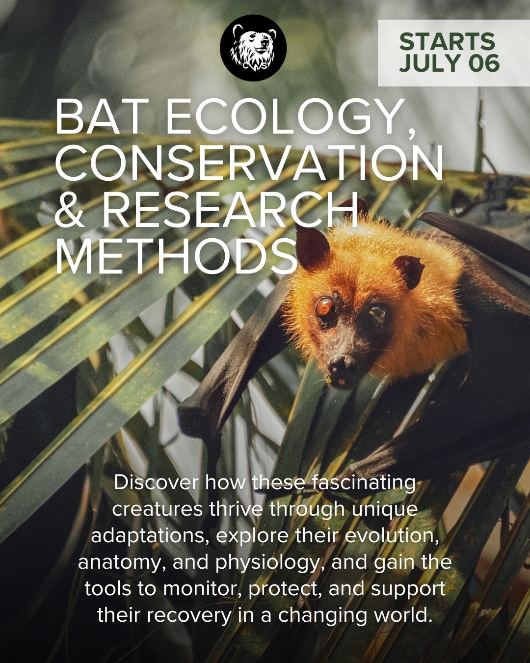 🌙 Are you ready to dive into the world of bats with our "Bat Ecology, Conservation, &amp; Research Methods" course? 🦇

Gain insights into the unique adaptations that help these fascinating creatures thrive in their ecosystems.

Learn abou