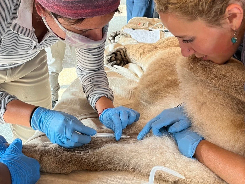 🌿 Check out this Summer course! Wildlife Capture! 🌿

Unlock the secrets of capturing and immobilizing wild animals with our comprehensive course led by Dr. Terry Kreeger. This program offers:

- Online Course: Gain theoretical knowledge about wildl