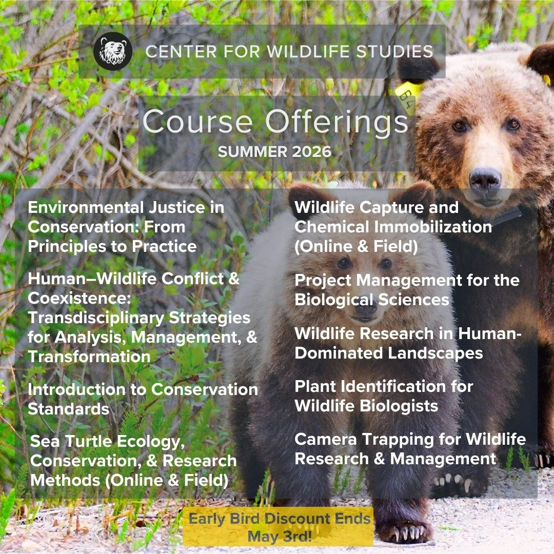 🌿 Ready to dive into wildlife studies this summer?

Explore the Center for Wildlife Studies' diverse summer offerings and secure your place now!

Whether you're passionate about conservation, research, or simply want to expand your knowledge, we hav