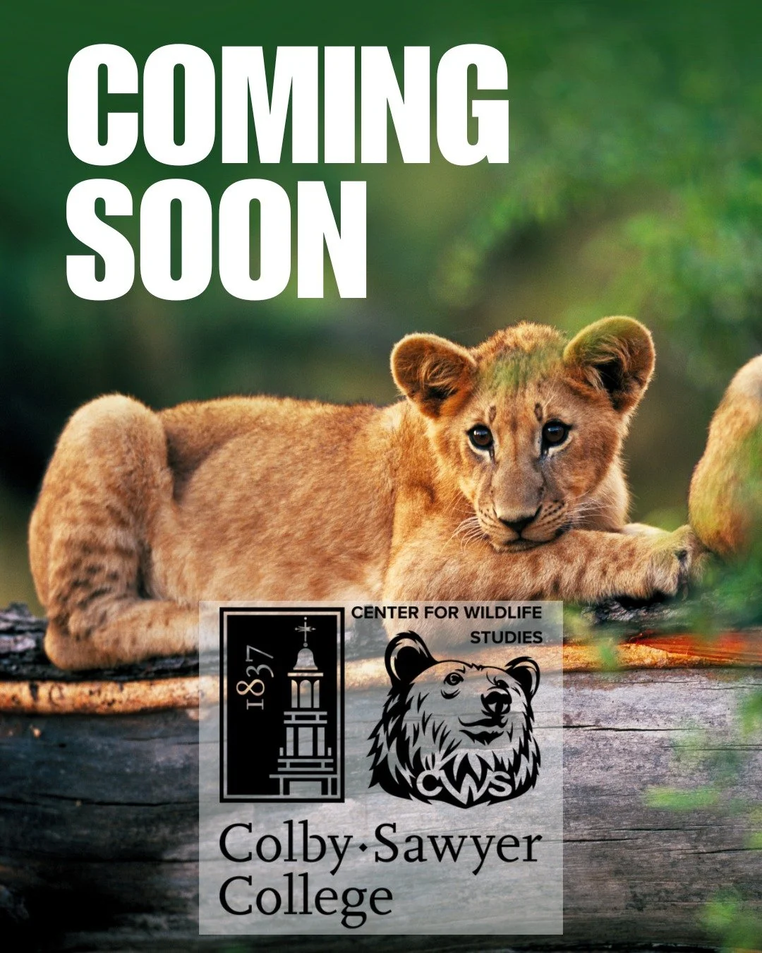 🎉 Big news for all wildlife enthusiasts and future biologists out there!

Center for Wildlife Studies is thrilled to announce an exciting partnership with @ColbySawyerCollege. This collaboration opens up a whole new world of educational opportunitie