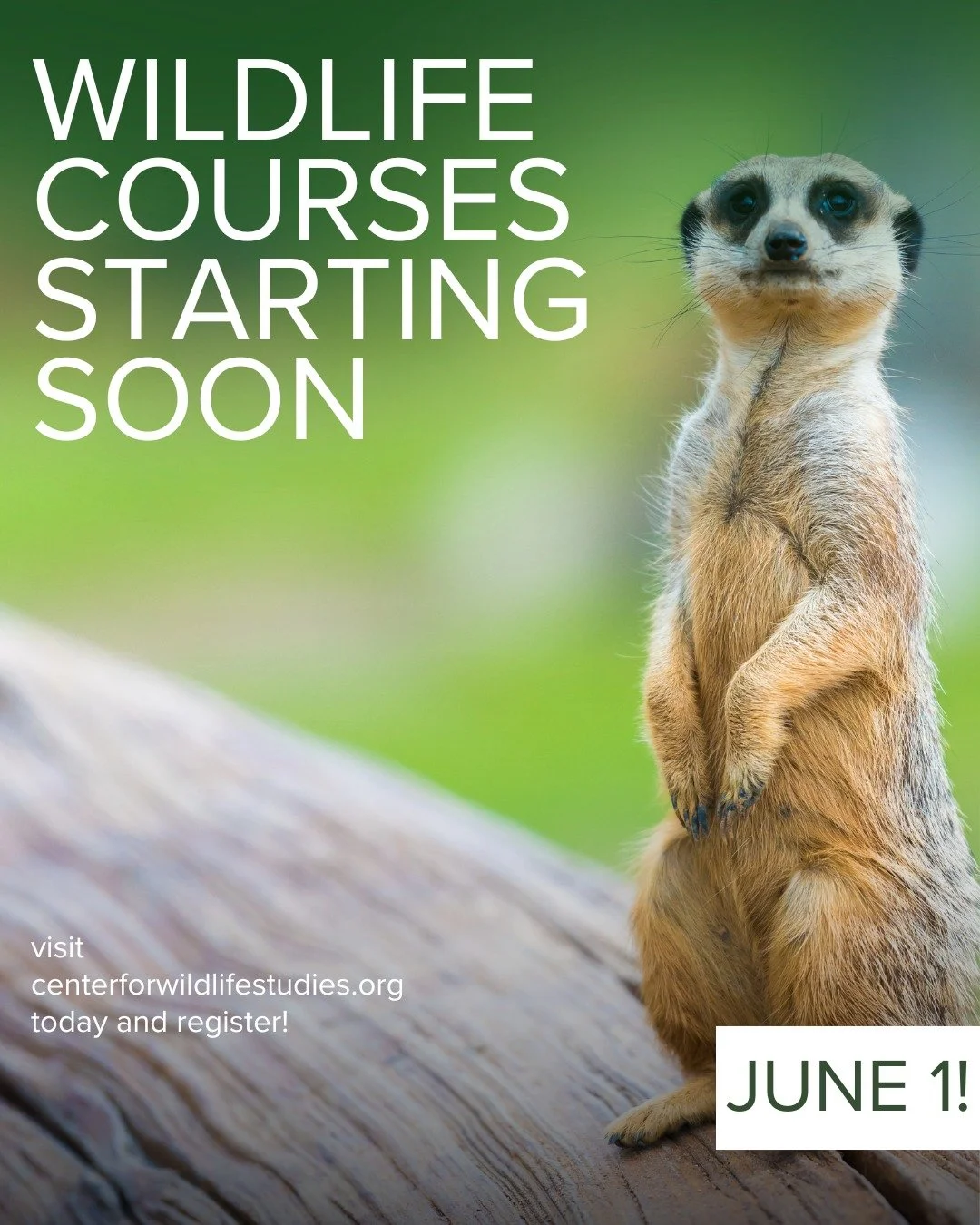 🌿 Ready to dive into wildlife studies this summer?

Explore the Center for Wildlife Studies' diverse summer offerings and register today! Our first Summer session starts June 1.

Whether you're passionate about conservation, research, or simply want