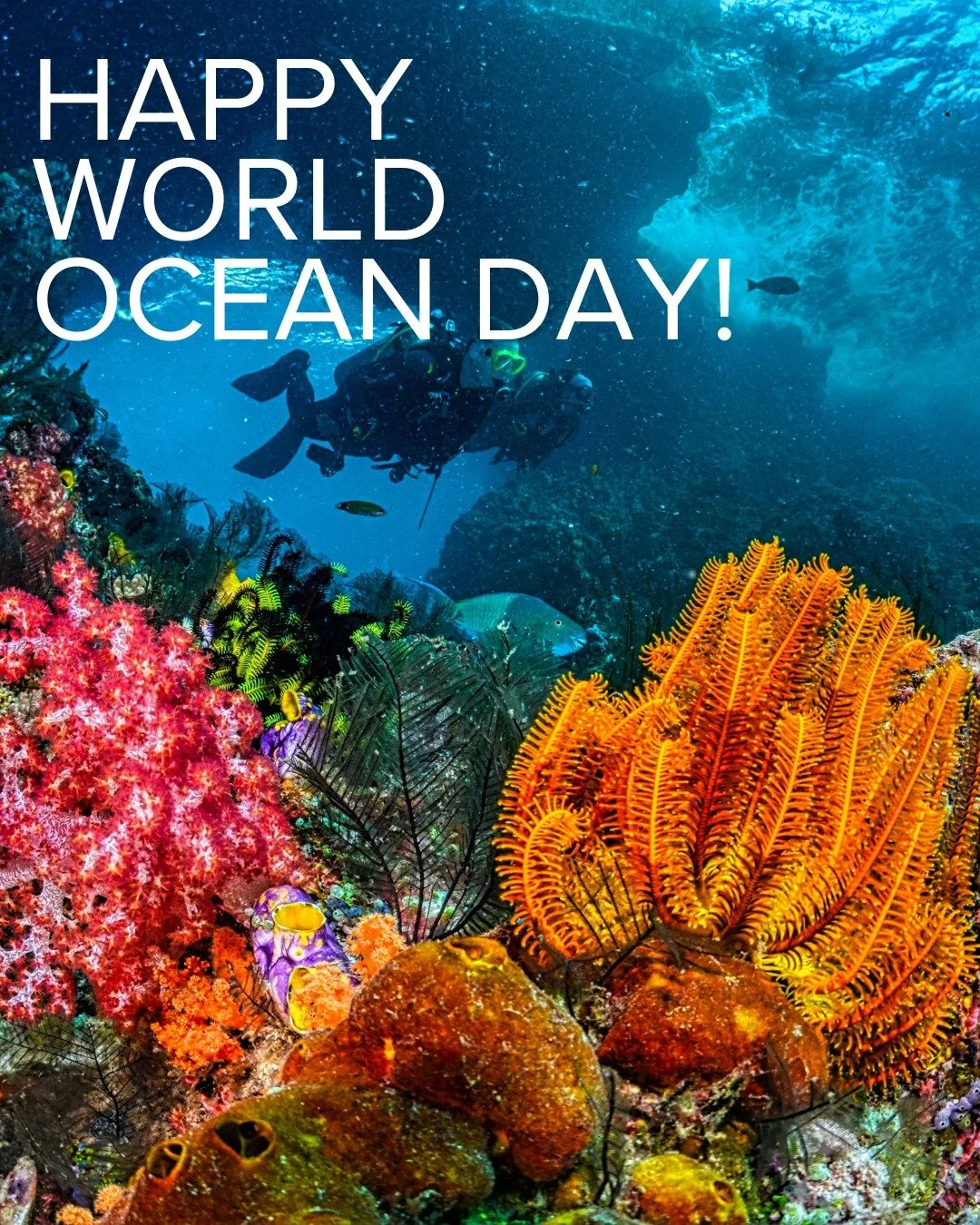 Happy World Ocean Day!

The Center for Wildlife Studies offers several courses that engage with sea life. We provide these courses to support your journey in developing conservation habits and skills, taught by some really amazing teachers. 

Check o