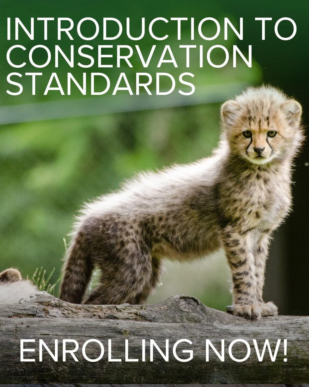 🌿 Make your conservation work more strategic, measurable, and impactful.

Enrollment is now open for the Introduction to Conservation Standards &ndash; Live Online course!

Learn practical tools used by conservation professionals around the world to