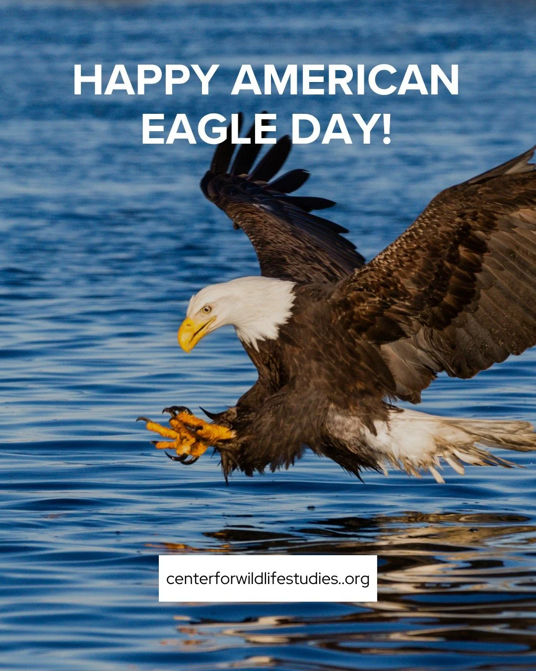 American Eagle Day commemorates the day in 1782 when the Bald Eagle was officially chosen as the national symbol of the United States. The day celebrates the majestic bird's conservation recovery and raises awareness about protecting its natural habi