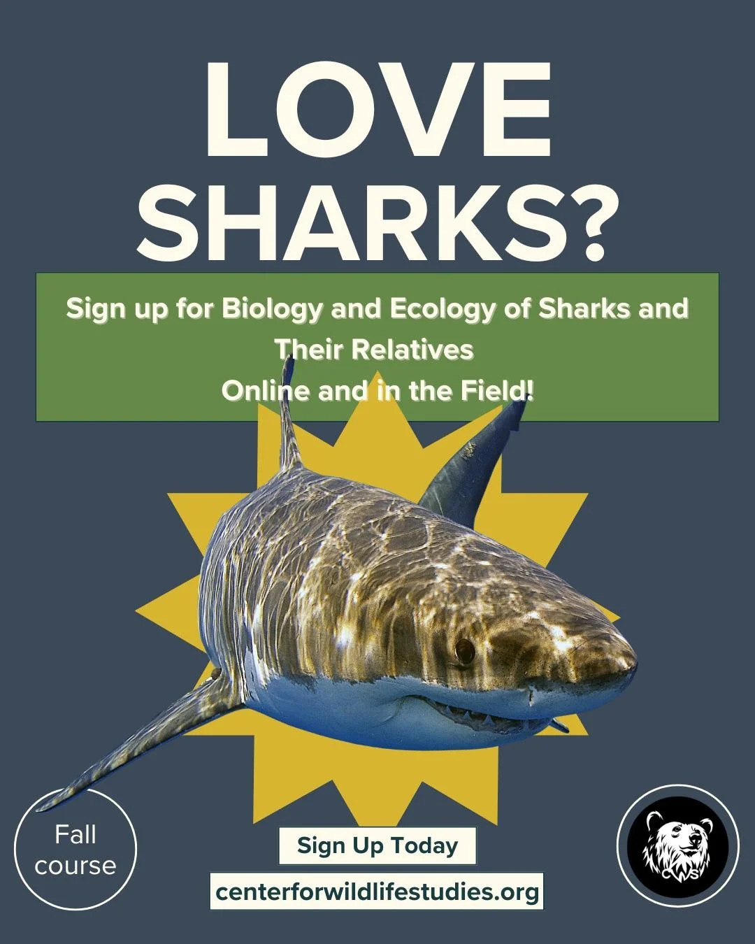 🦈 Dive into the world of sharks this FALL! Ready to explore their ancient mysteries and ecological importance?

Join our Shark Biology and Ecology course! 🌊📚

🌟 What you'll learn:
- Shark ecology, biology, and behavior
- Scientific tools and meth