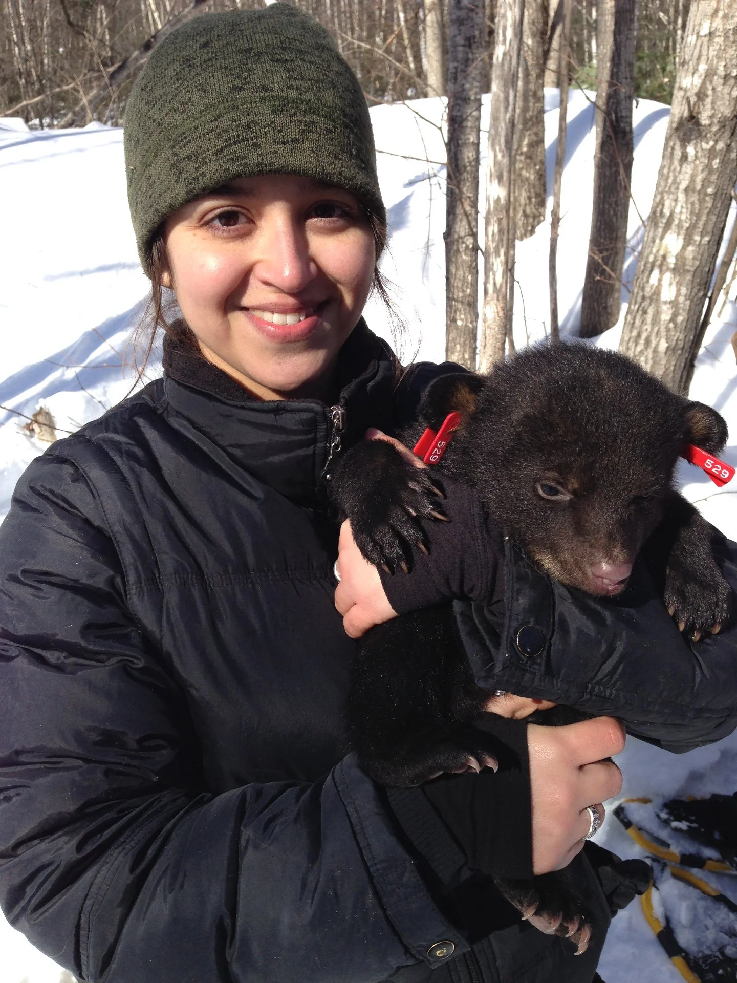 We love bears! National Black Bear Day is the first Saturday in June, but we want to keep sharing this project with you!

The Penobscot Black Bear Study is helping scientists better understand black bears in Maine, their relationship with people, and