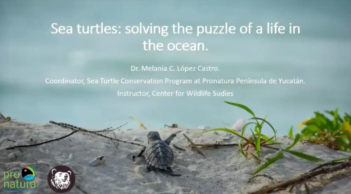 Did you miss our Wildlife Wednesday on sea turtles? You can check out the recording + our other recordings on YouTube!

This month, we'll be talking with Dr. Jack Hopkins about laser ablation stable isotope analysis to understand bear foraging ecolog