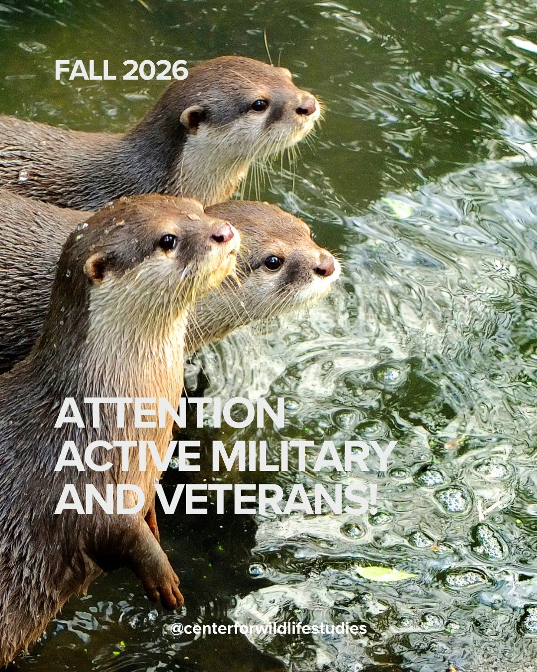 🎖️ Calling active military &amp; veterans 🌿

We&rsquo;re honored to offer **50% off tuition** for our *Foundations of Wildlife Conservation &amp; Management* course this **fall term**. See the course here: https://www.centerforwildlifestudies.org/c