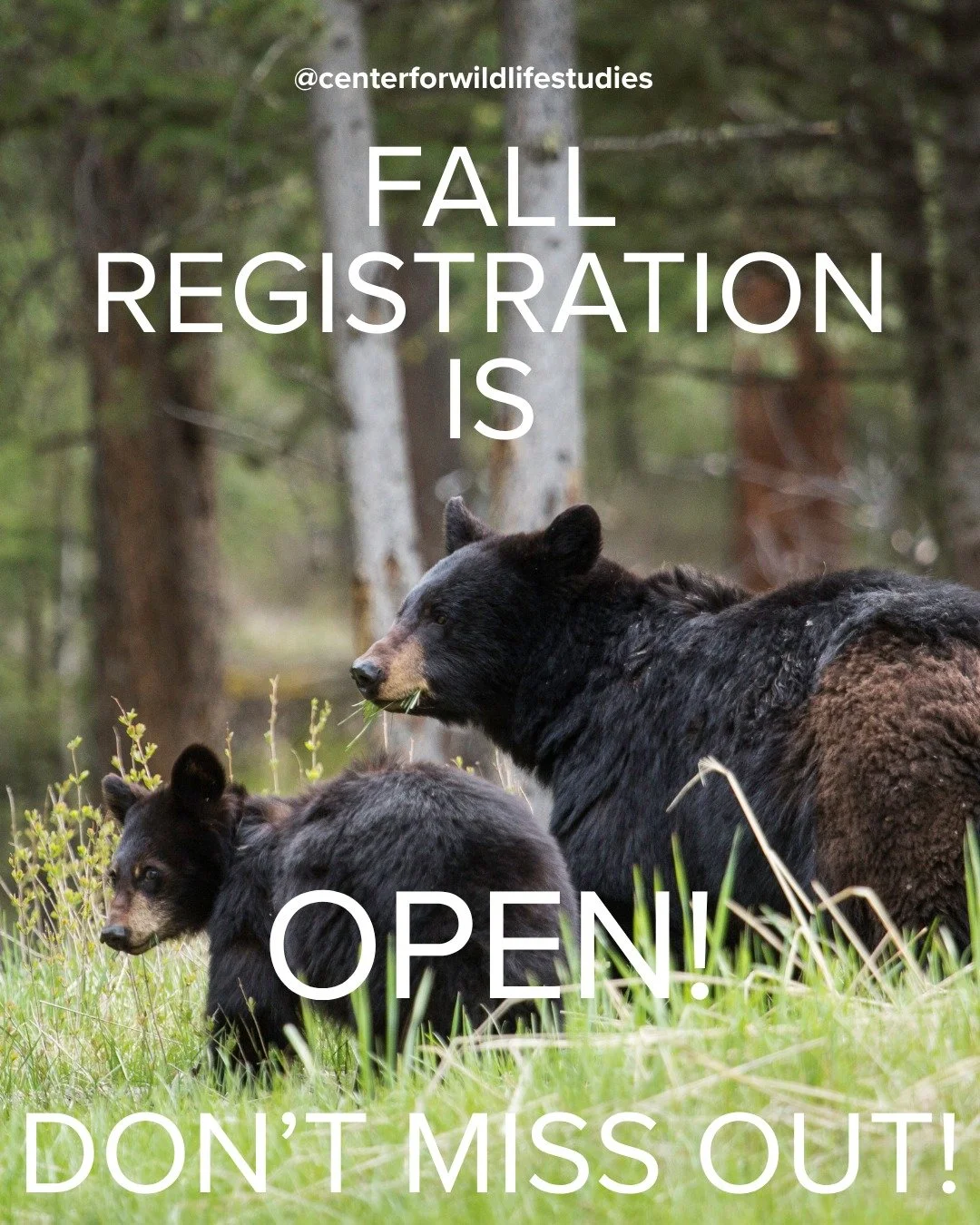 Fall registration is still open&hellip; but don&rsquo;t hibernate on it 🐻🍂
Grab your spot, learn something wild, and make this fall count.

📚🐾 Register now at centerforwildlifestudies.org