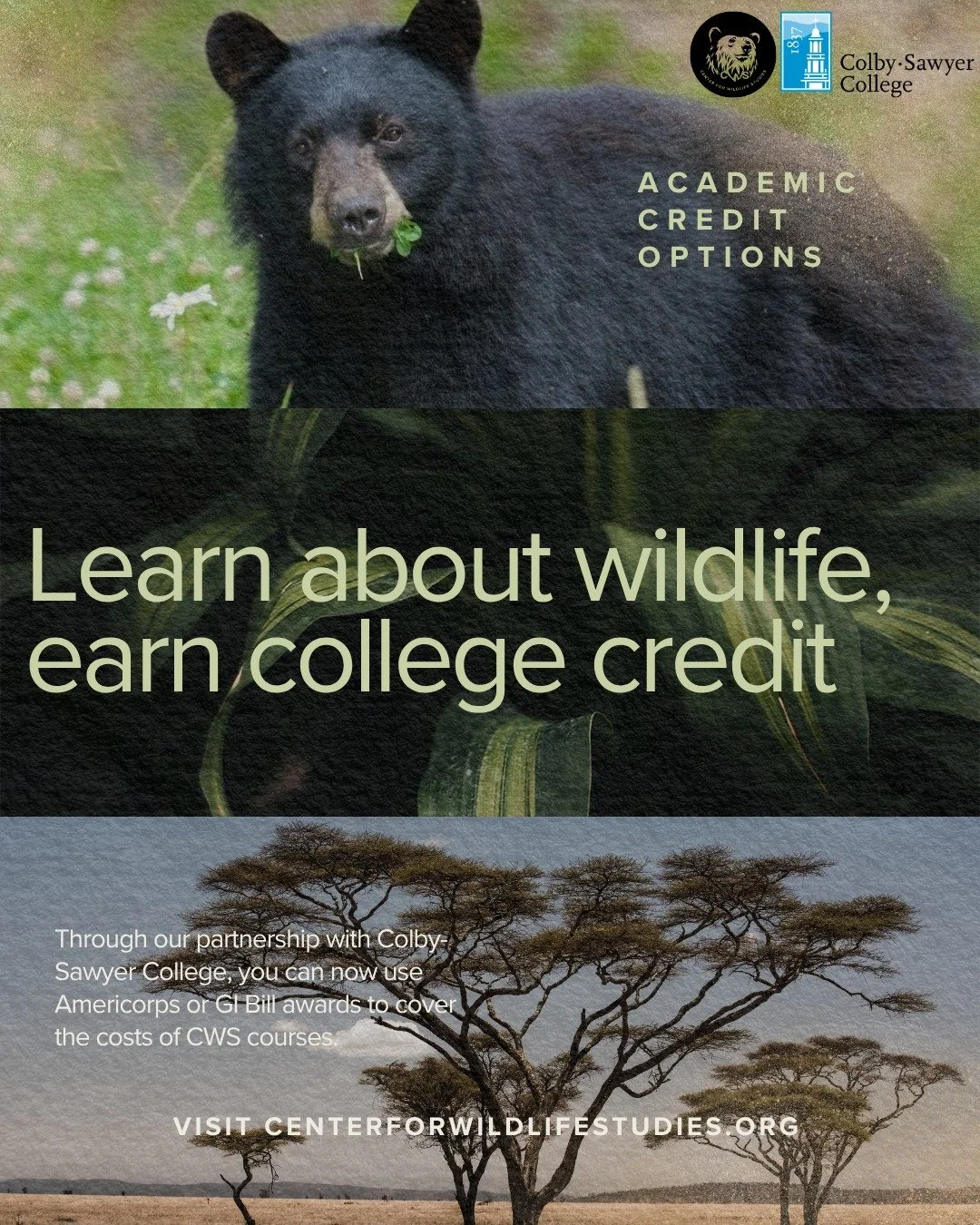 🎓 There's more than one way to earn credit through the Center for Wildlife Studies. Here's how:

Many of our courses can be applied toward graduate or advanced undergraduate credit either via your current college or university (with your school's ap