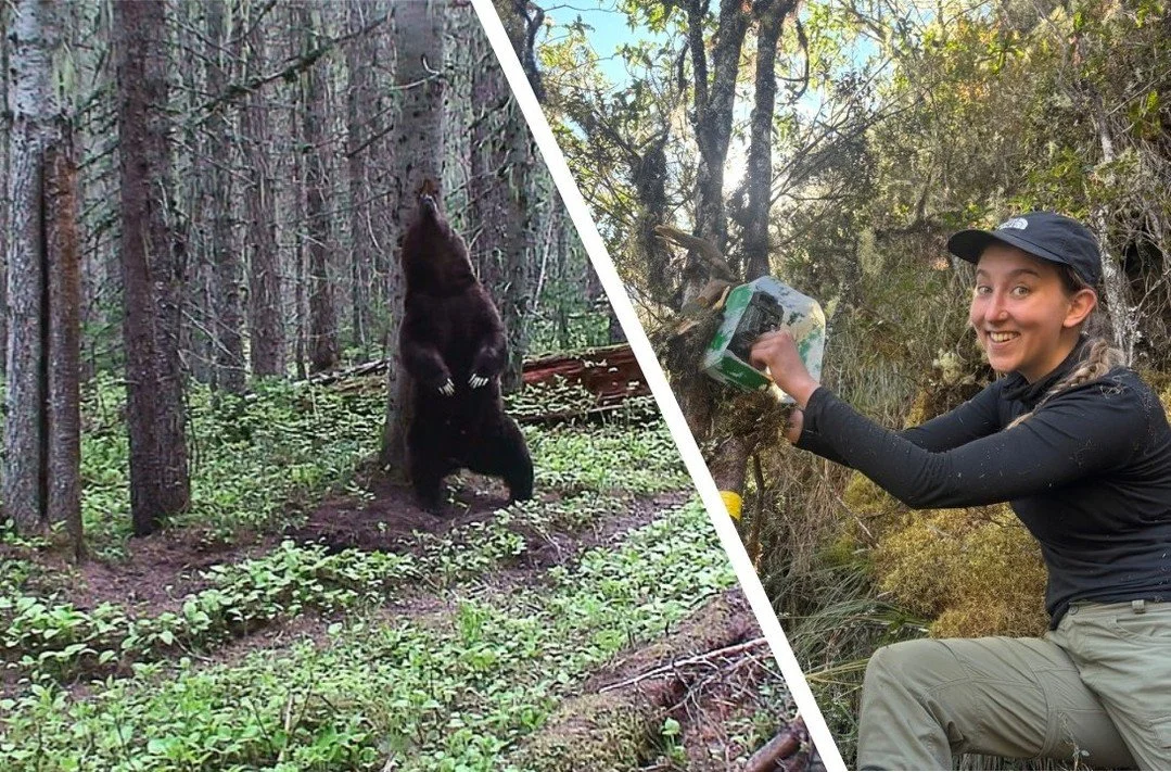 🐻 Curious about why bears rub? 🐾 Then you'll definitely want to 'bear' witness to this! 

Join us for Wildlife Wednesday with Mirandy Many and CWS's Jeff Stetz! Discover the secrets behind this intriguing behavior and enjoy captivating footage of b