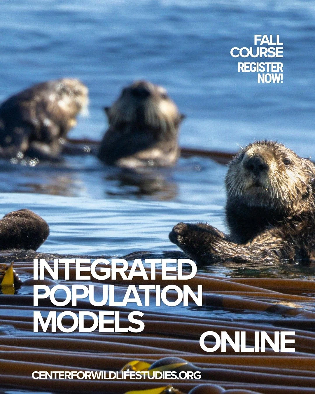 📊 Ready to level up your wildlife modeling skills this fall?

Our Integrated Population Models course kicks off September 8&mdash;and it&rsquo;s your chance to dive into one of the most powerful tools in modern ecology.

Learn how to combine multipl