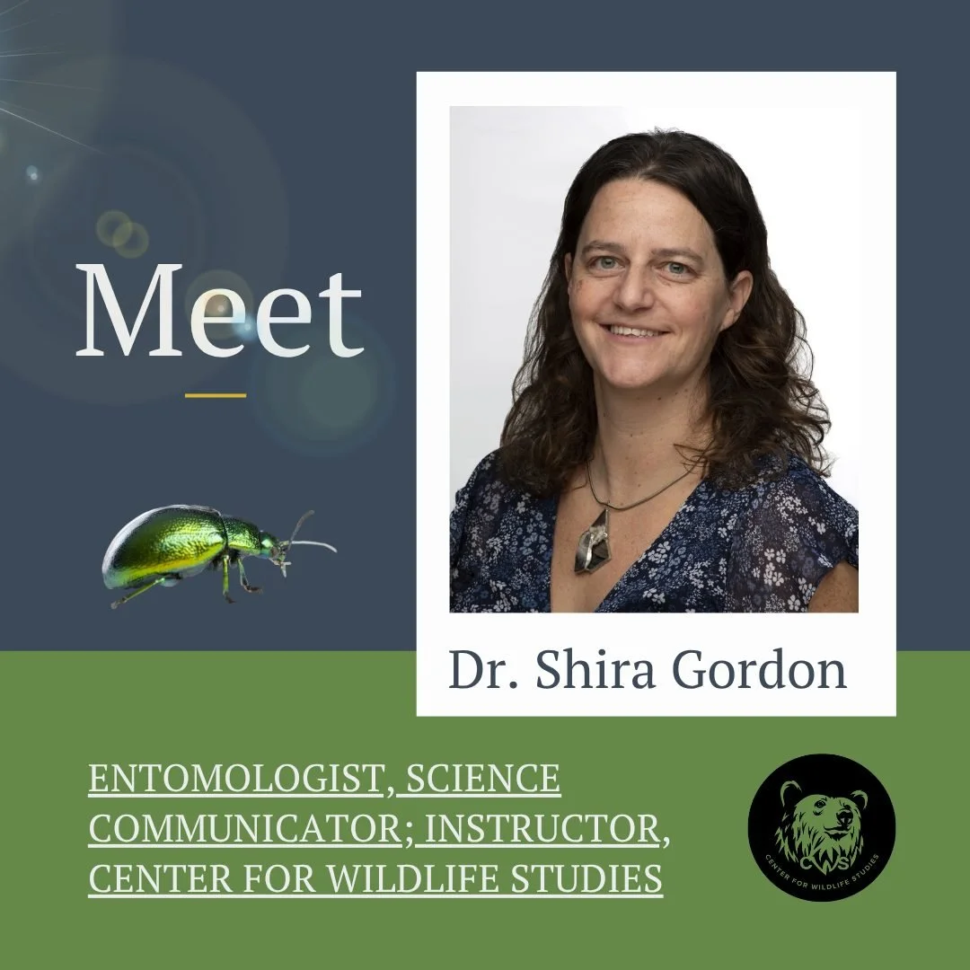 🌟 Meet Dr. Shira Gordon 🌟

From childhood bug enthusiast to renowned entomologist, Dr. Shira Gordon's journey is inspiring! 🐜🕷️ With over 15 years in research, she's explored diverse insect and spider systems, publishing 20+ articles and a book c