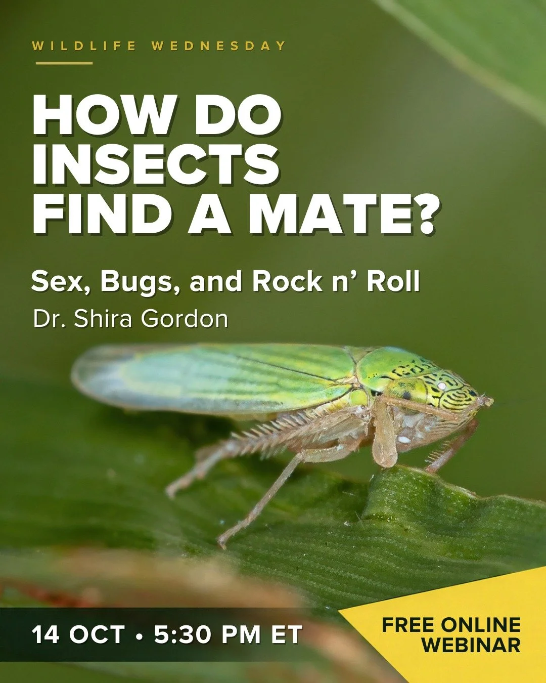 Some insects send their courtship signals through the plants beneath their feet.

Join entomologist Dr. Shira Gordon for &ldquo;Sex, Bugs, and Rock n&rsquo; Roll,&rdquo; a live Wildlife Wednesday talk about the surprising ways insects and spiders com