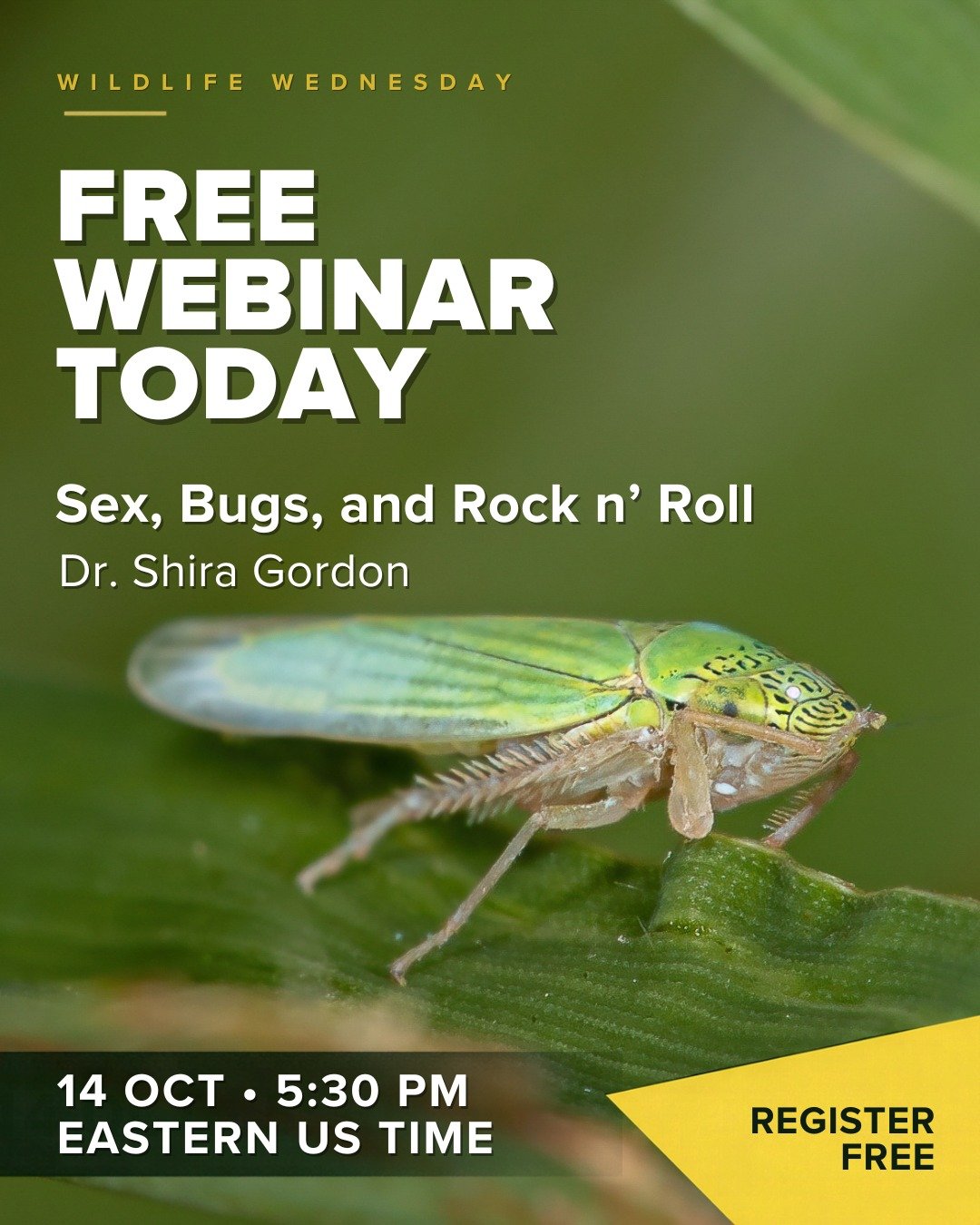 Happening today: the hidden conversations of insects.

How do sound and vibration help insects find mates, and what can studying their communication teach us?

Join Dr. Shira Gordon for &ldquo;Sex, Bugs, and Rock n&rsquo; Roll,&rdquo; our free Wildli