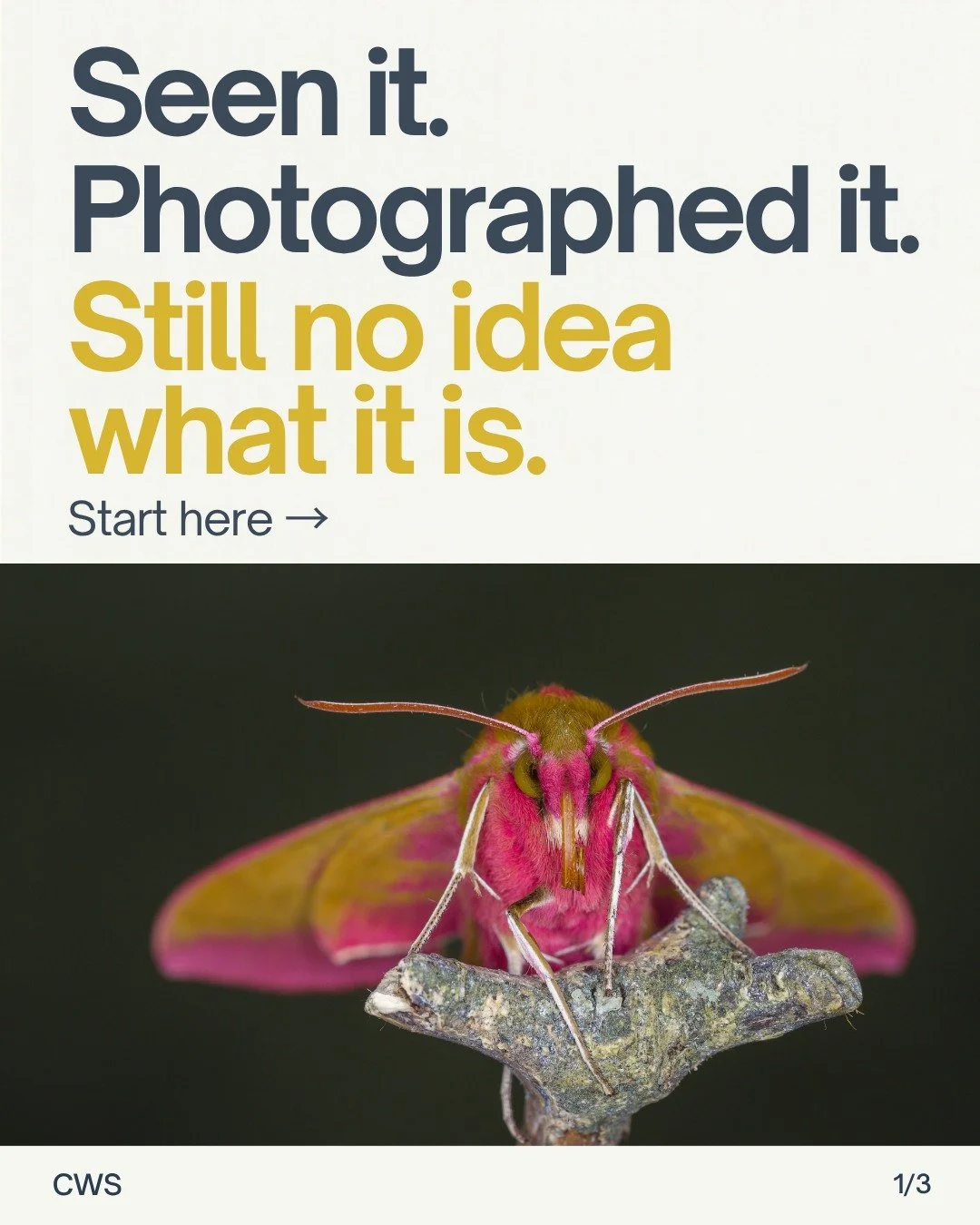 Ever zoomed in on an insect photo and ended up with more questions?

Looking closely at its features is a useful starting point. An identification key helps you work through those observations, one choice at a time.

Dr. Shira Gordon&rsquo;s online E