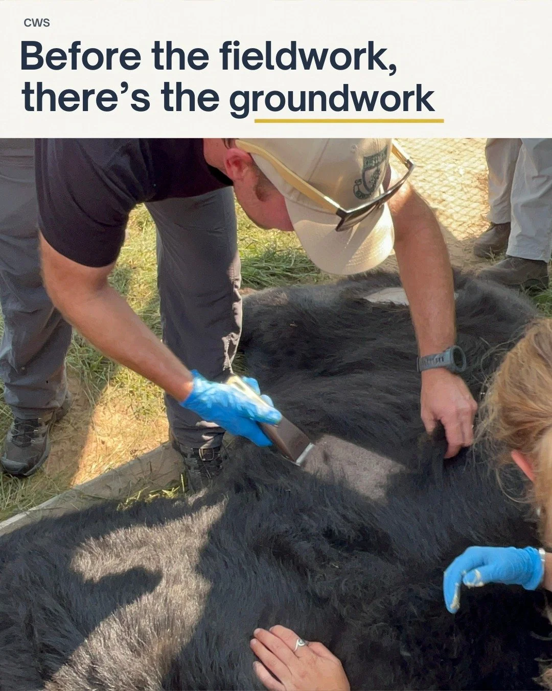 Preparation. Animal welfare. Knowing what to monitor, and how to respond when things don&rsquo;t go to plan.

There&rsquo;s a lot of learning behind a moment like this.

CWS&rsquo;s Wildlife Capture and Chemical Immobilization course starts online on