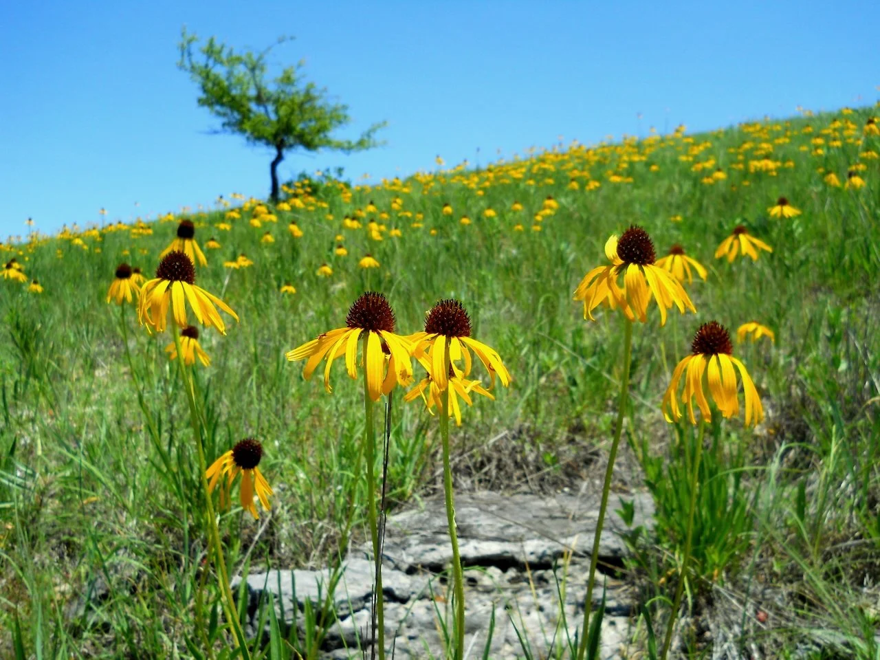 Community Ecology Course Photo.jpeg