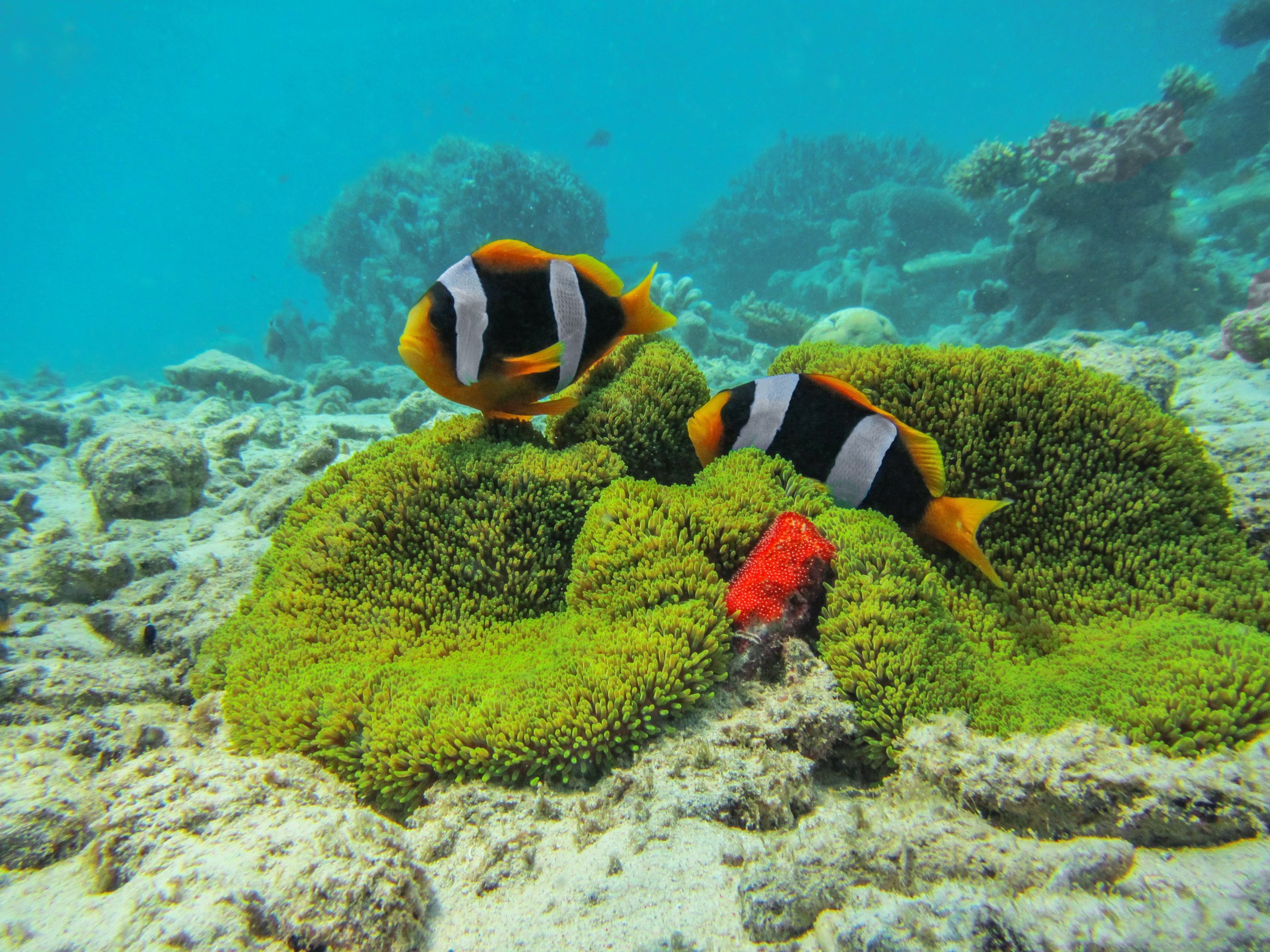Clowns_et_oeufs_à_Mayotte.jpg