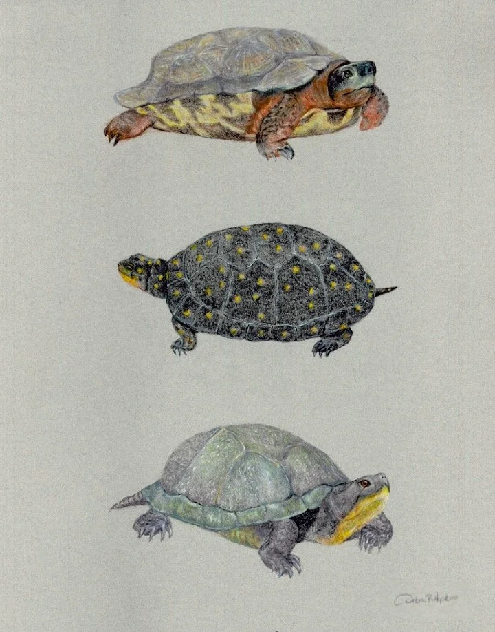 Protected Turtles of Maine.jpg