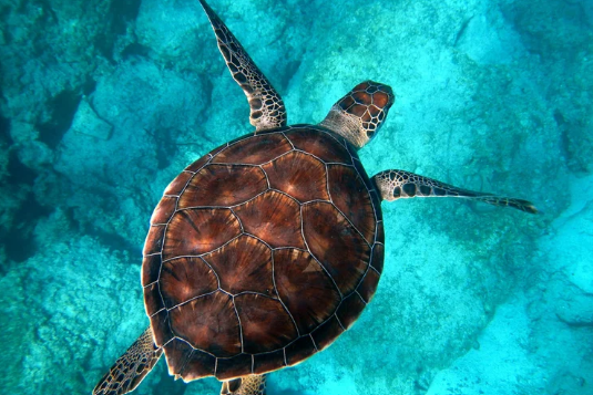 Sea turtle swimming