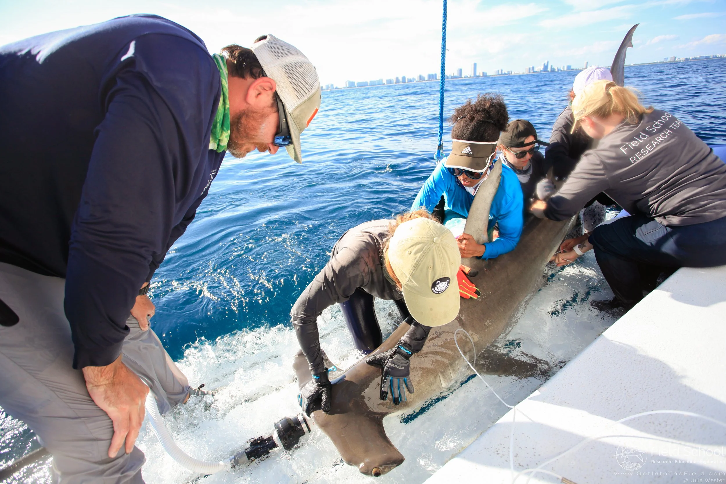 Biology and Ecology of Sharks and Their Relatives (Online & Field)
