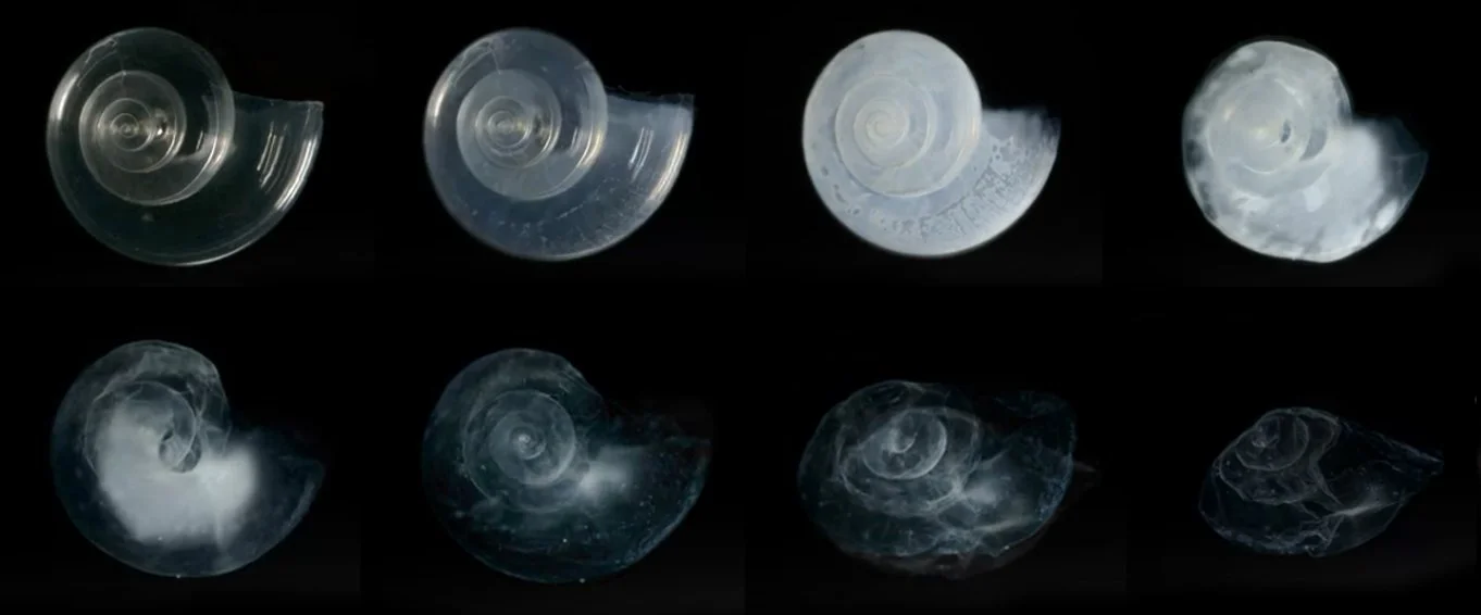 Pterapod_shell_dissolved_in_seawater_adjusted_to_an_ocean_chemistry_projected_for_the_year_2100.jpg