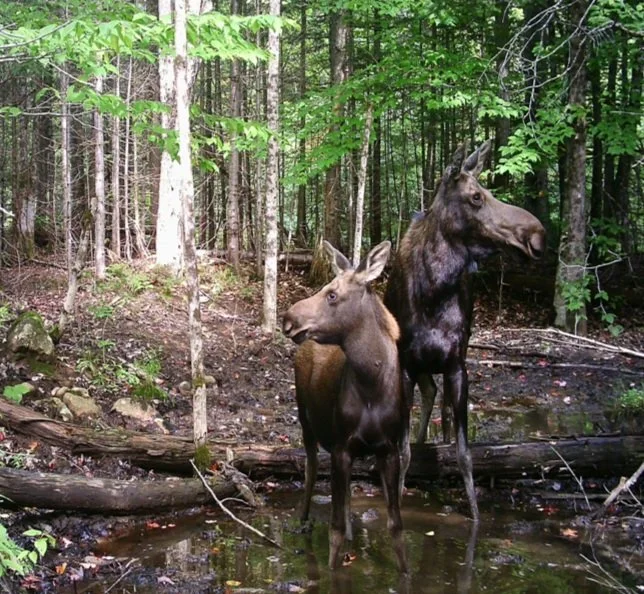Pro Certificate Center For Wildlife Studies pro-certificate-center-for-wildlife-studies