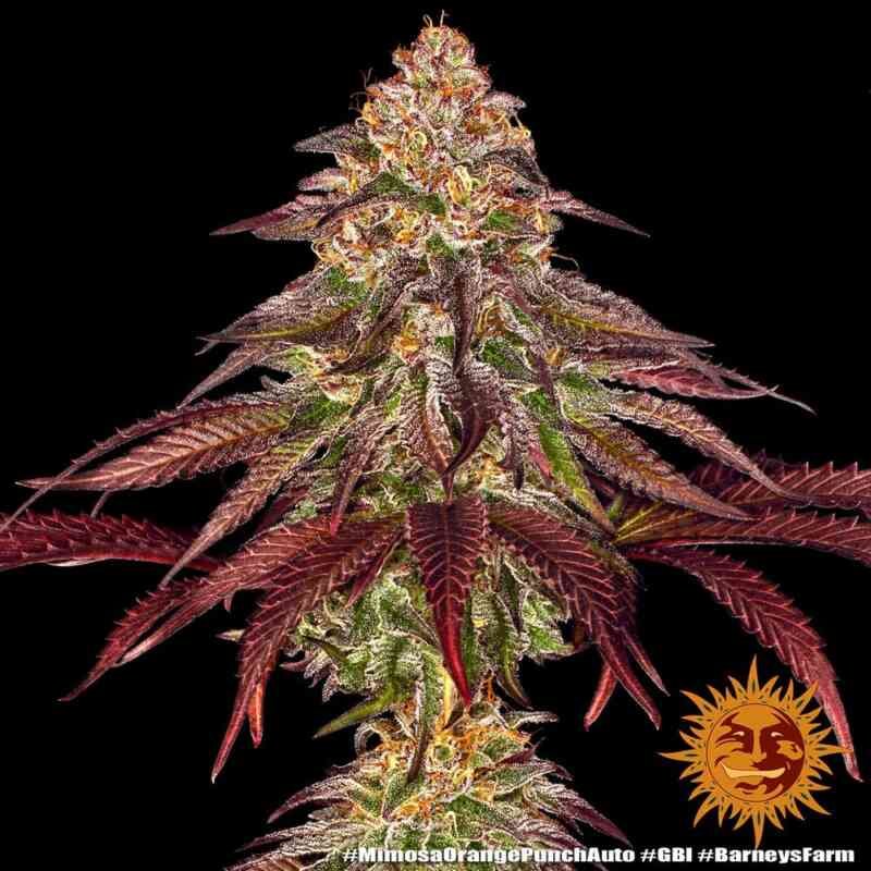 mimosa-x-orange-punch-auto_3_660793.jpeg