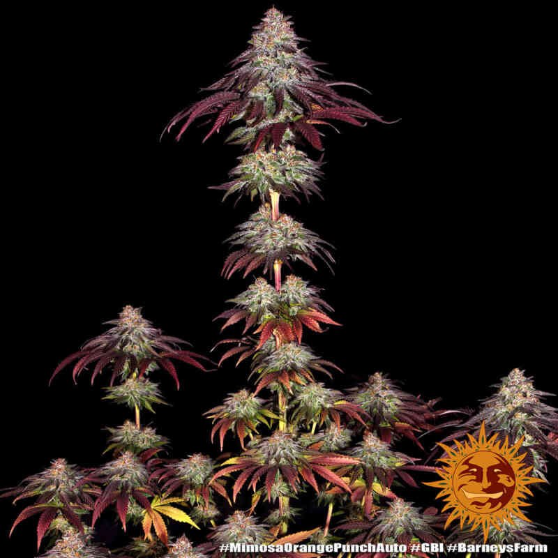 mimosa-x-orange-punch-auto_9_660795.jpeg