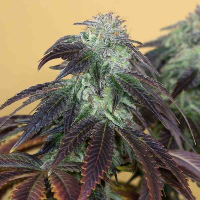 OG-kush-00.jpeg