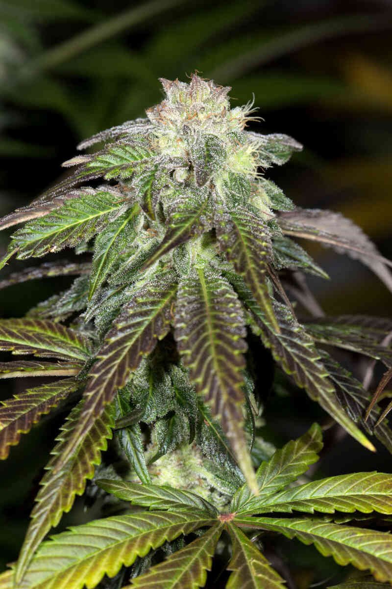 OG-kush-2.jpeg