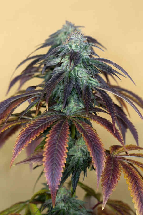 OG-kush-3-600x900-1.jpeg