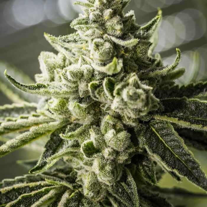 Grimm Glue XX (F)