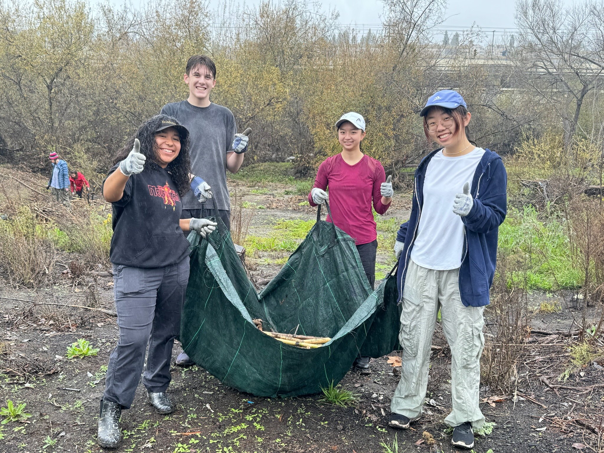 Volunteers disposing a tarp of full of invasive arundo after cutting and removing patch near the San Diego River. 2/20/24