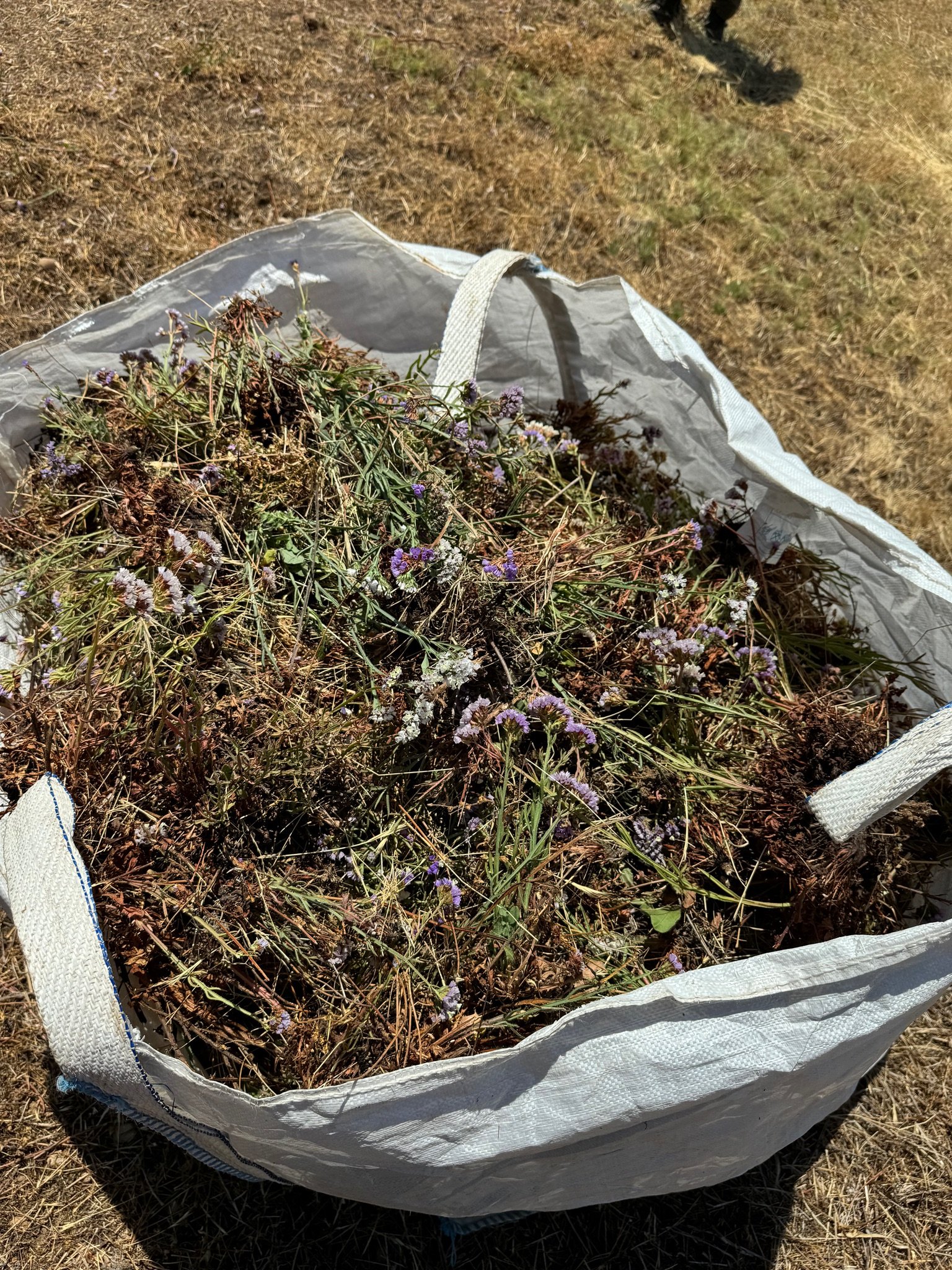 Tarp bag full of invasive sea lavender. 7/21/24