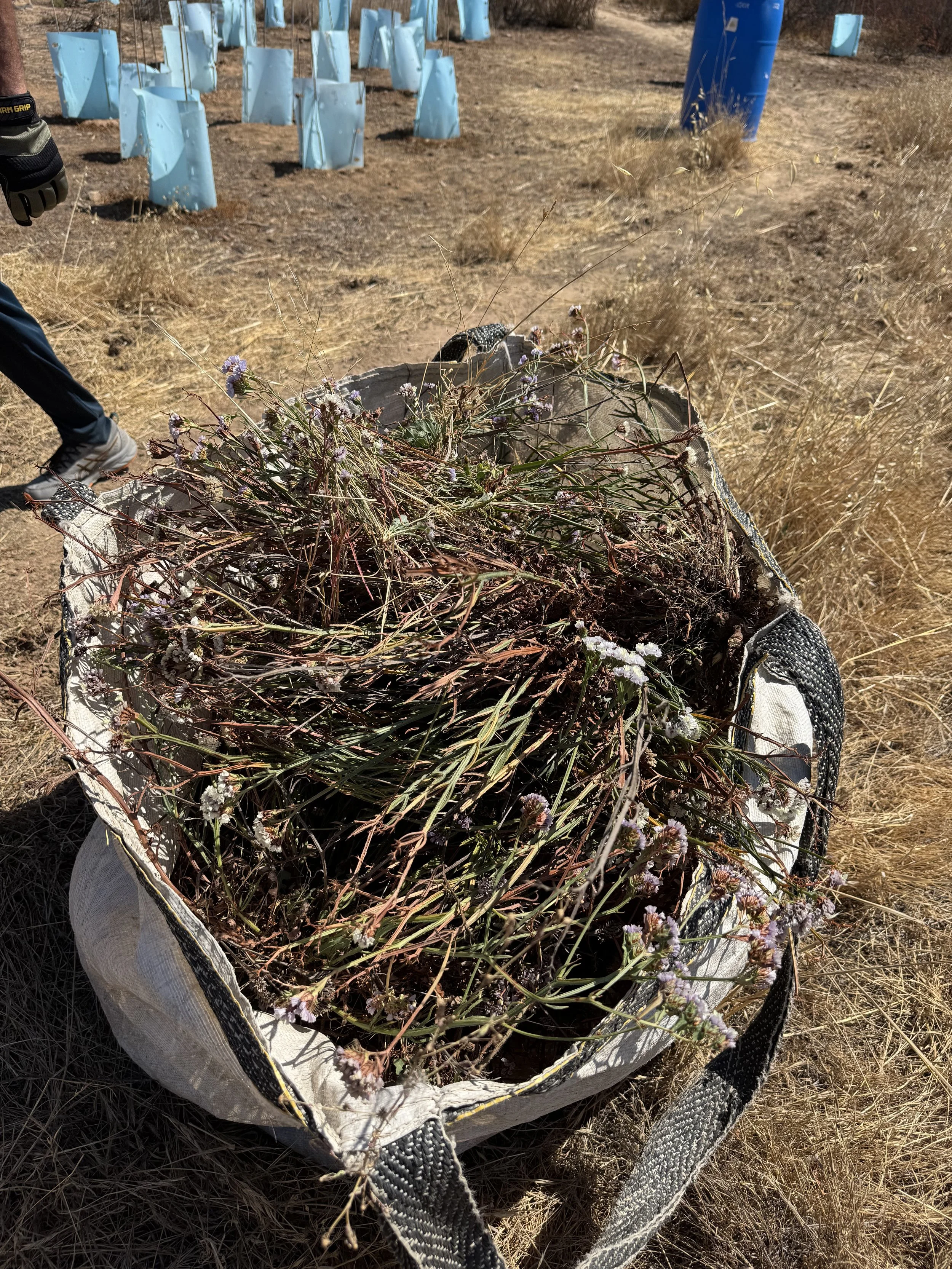 Big bag of invasive sea lavender pulled out. 8/17/25