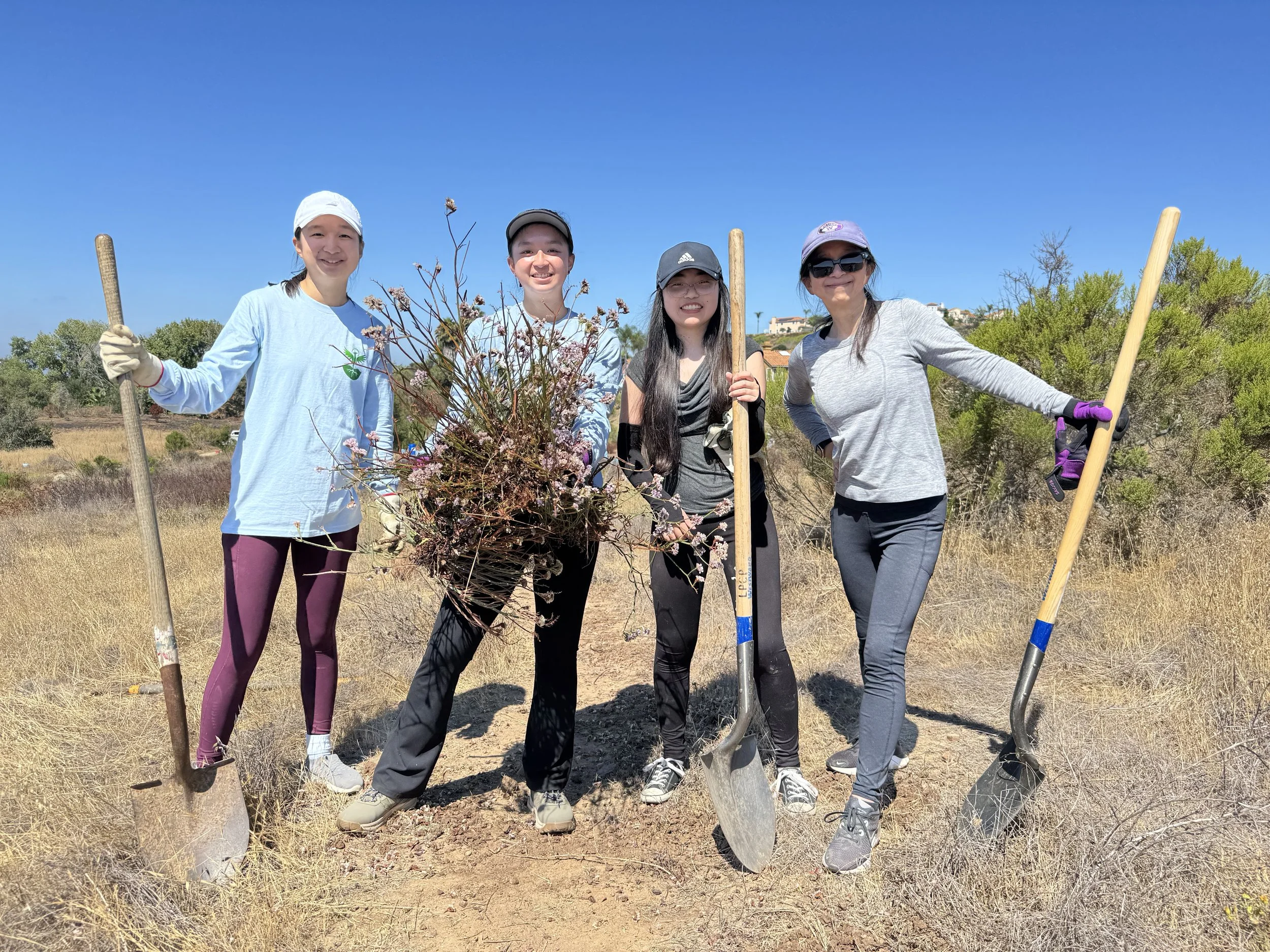 Volunteers removing big bushes of invasive sea lavender from Los Peñasquitos. 8/17/25