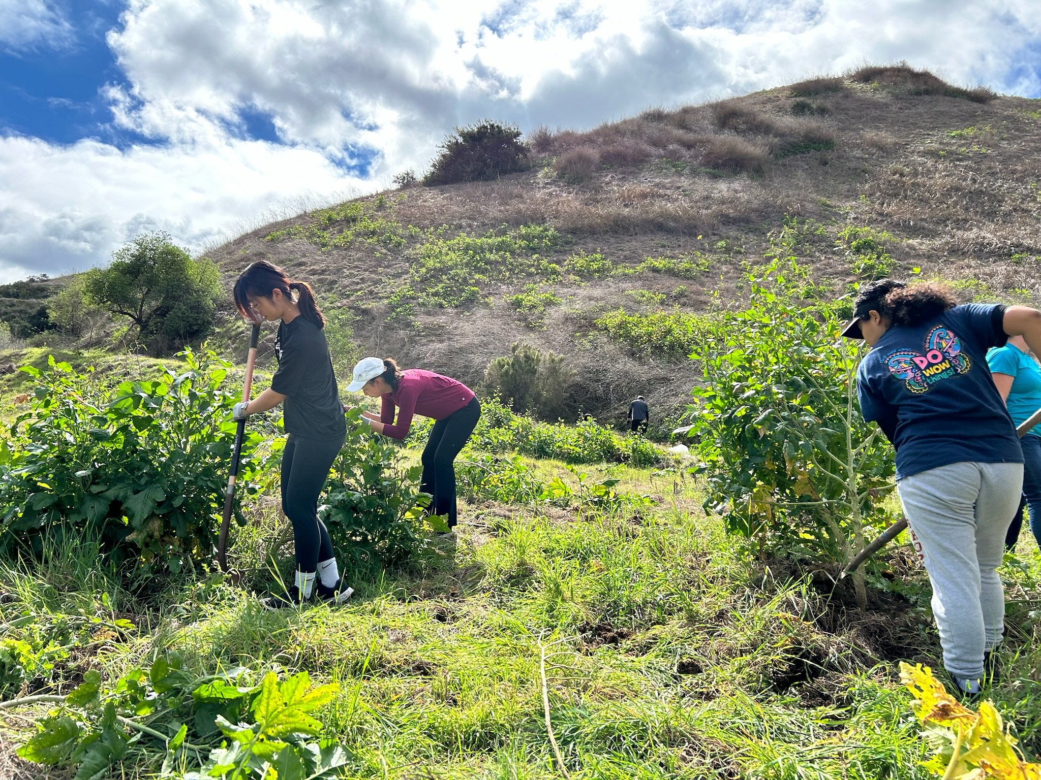 Volunteers working to remove invasive black mustard at Lopez Canyon. 2/18/24