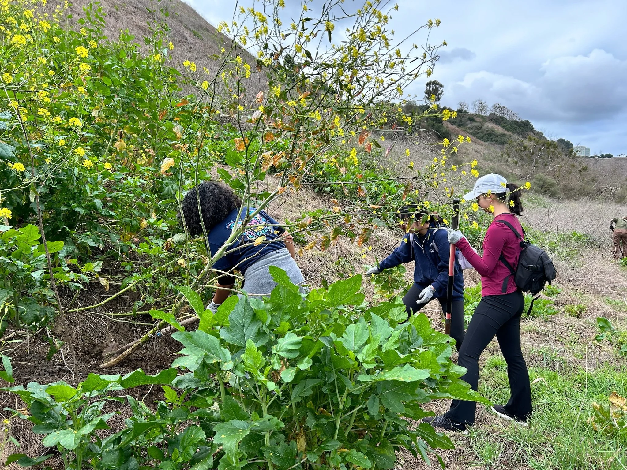 Volunteers shoveling and pulling out invasive black mustard at Lopez Canyon. 2/18/24
