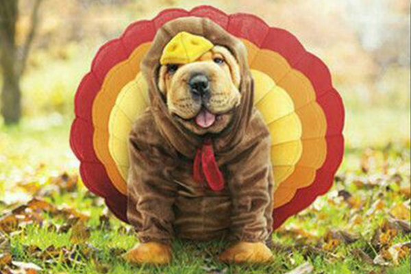 The Power of Thanksgiving Giveaway Day - University area