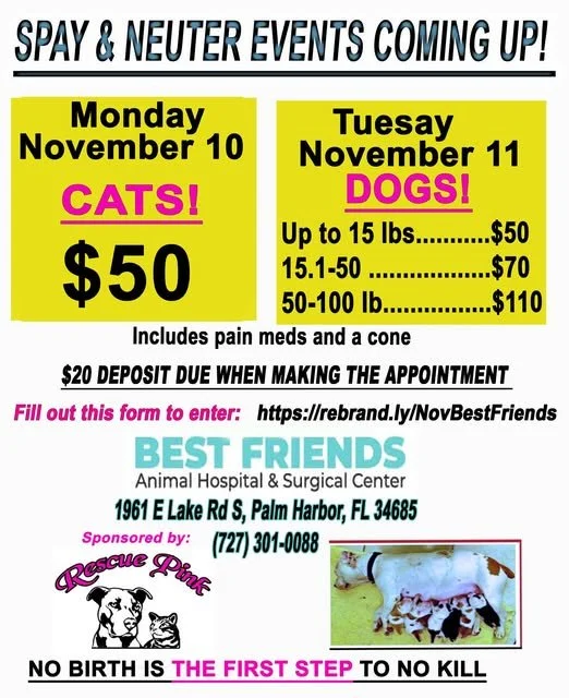 Spay/Neuter Event with Rescue Pink and Fix & Feed Feline Feral