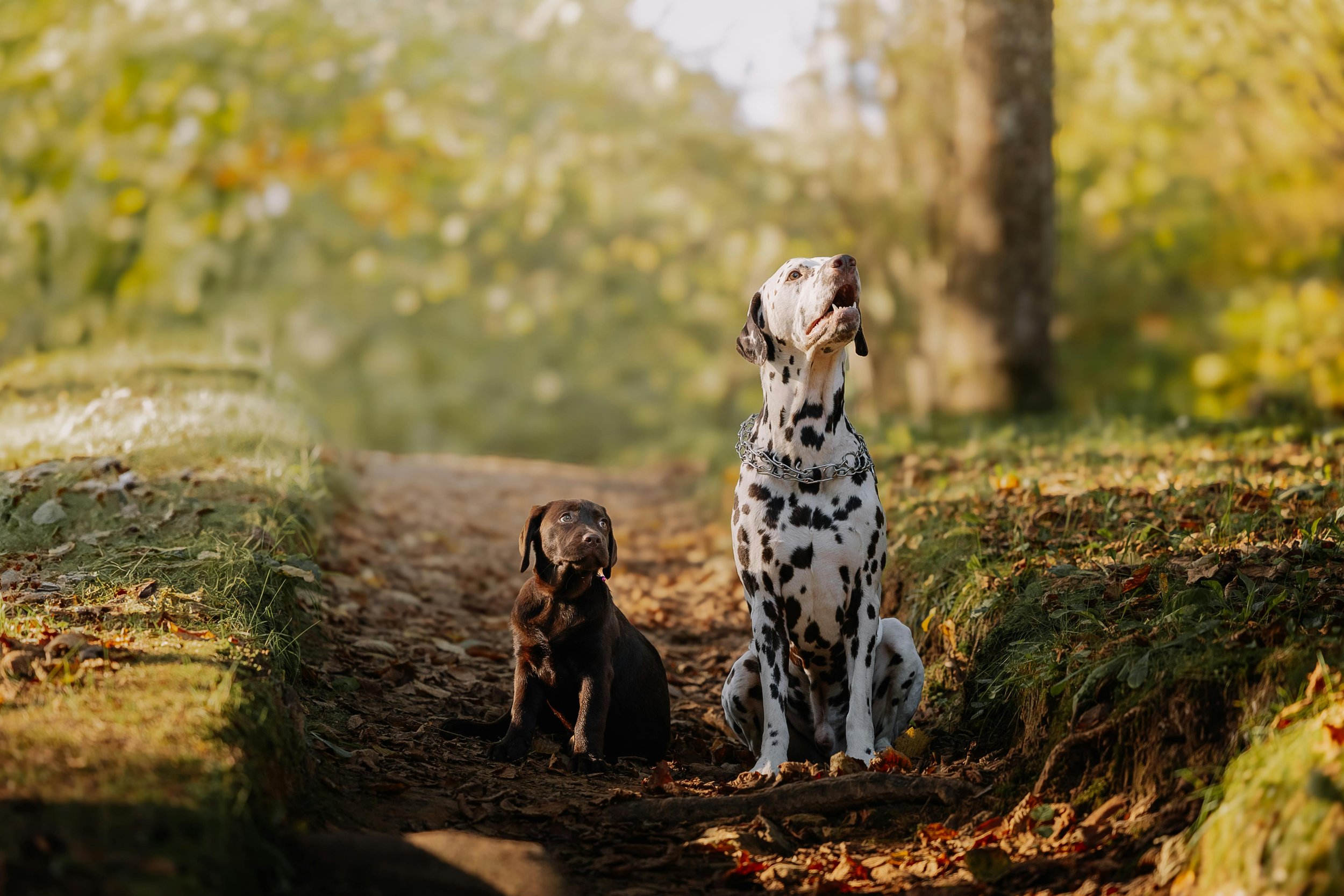 Paws & Paths: A Closing Celebration Hike