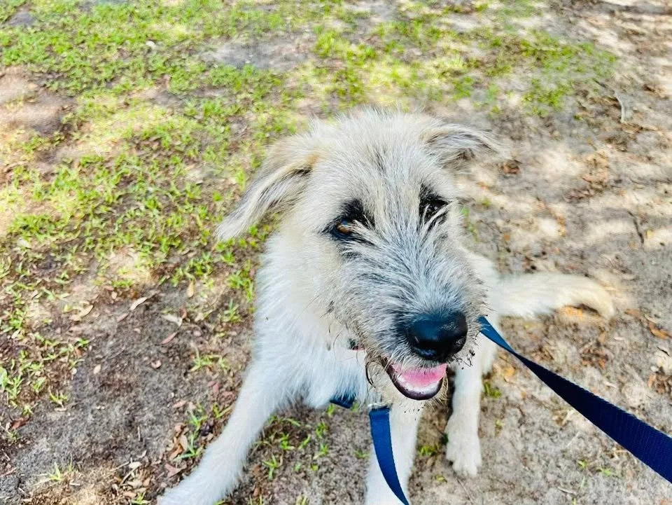 Farmers Market and Pet Adoption