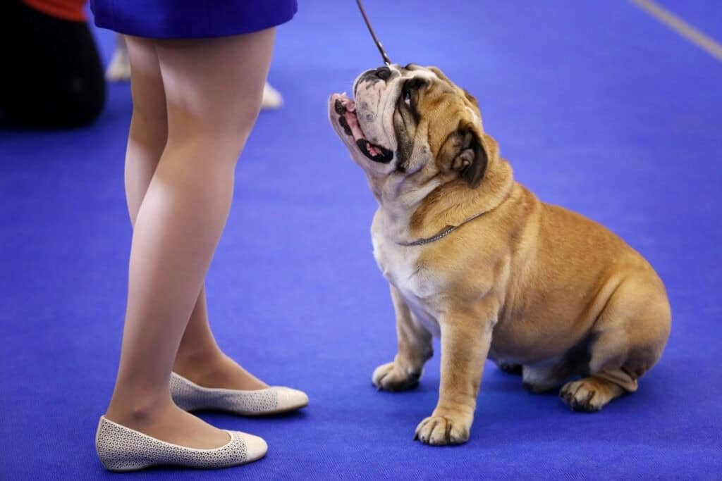 AKC All Breed Dog Show