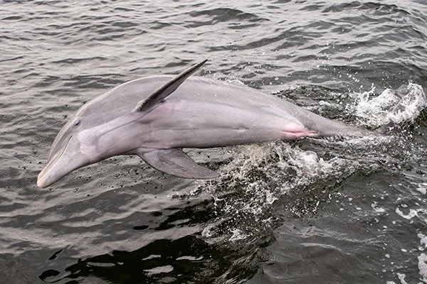 Dogs & Dolphins